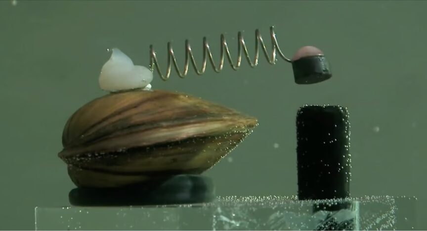 clam water detector
