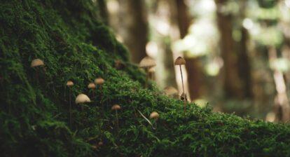 Blue Council for Ecosystem-Based Solutions, The Blue Community Council questioned and discussed the term “Nature-based Solutions” and agreed end of August 2